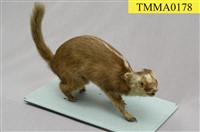 藏品(鼬獾)的圖片